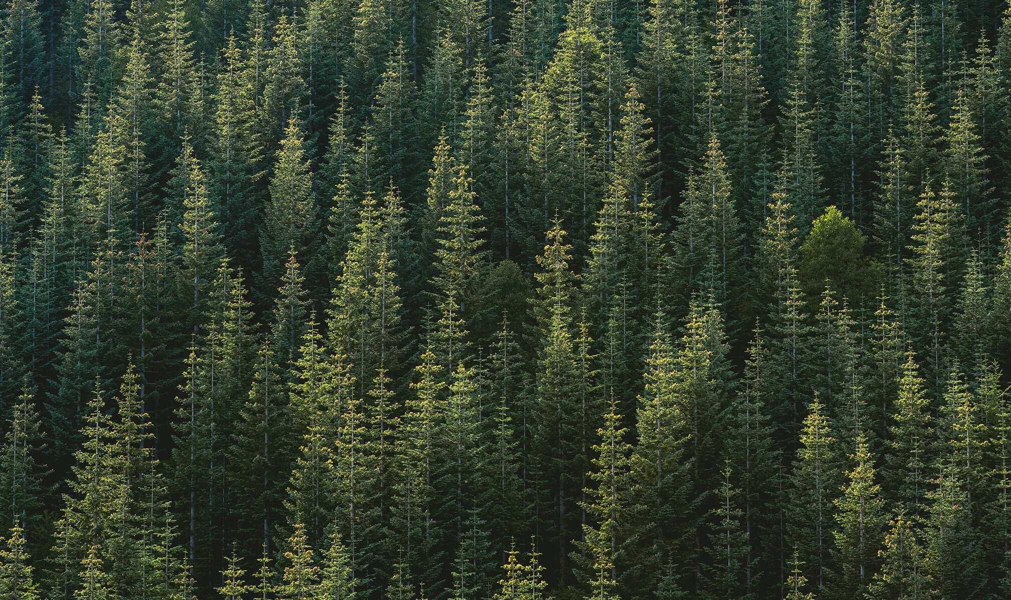 How A Walk In The Pine Trees And Cbd Are Connected November Cbdfx Com