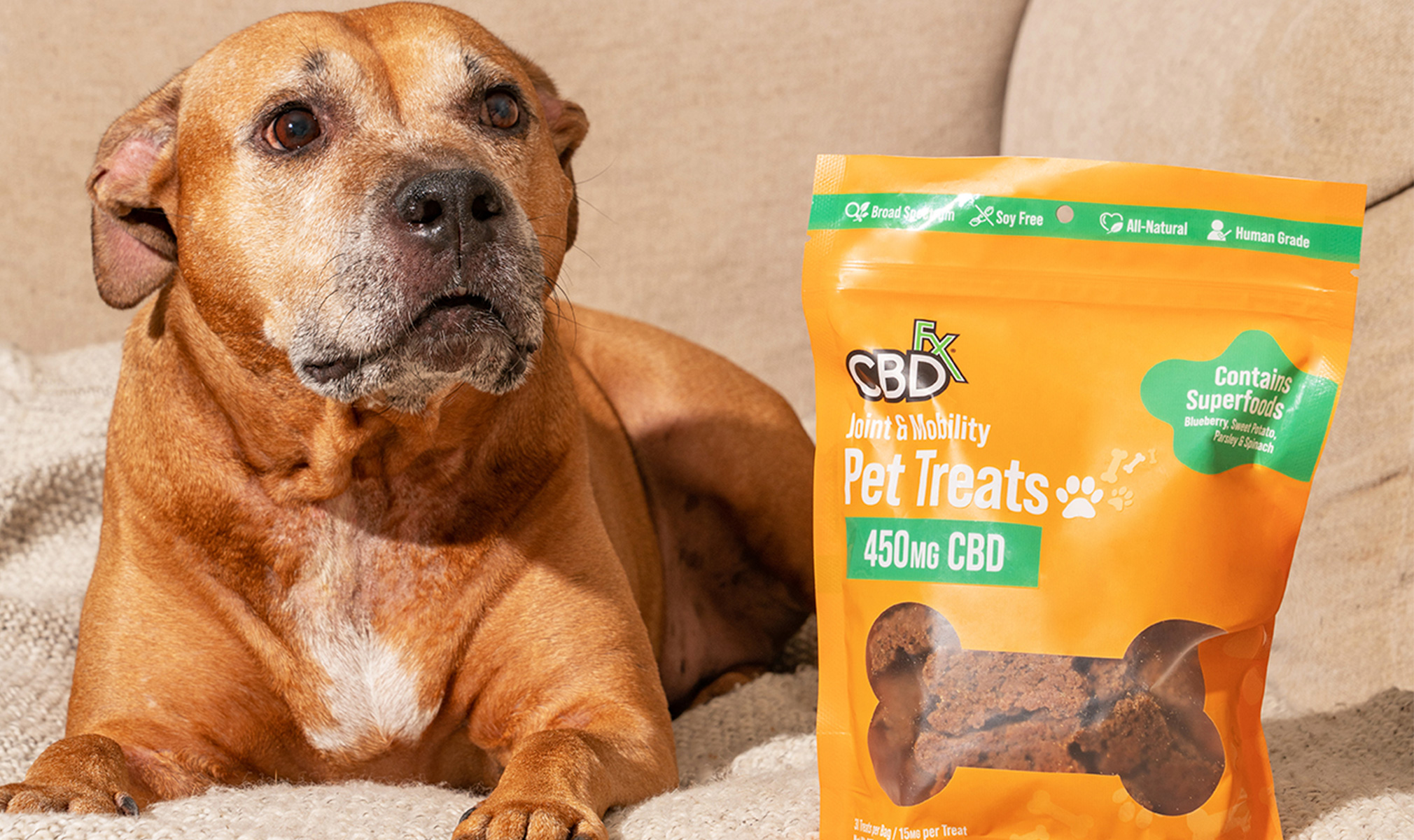 5 Tips to Help Your Dog's Joints