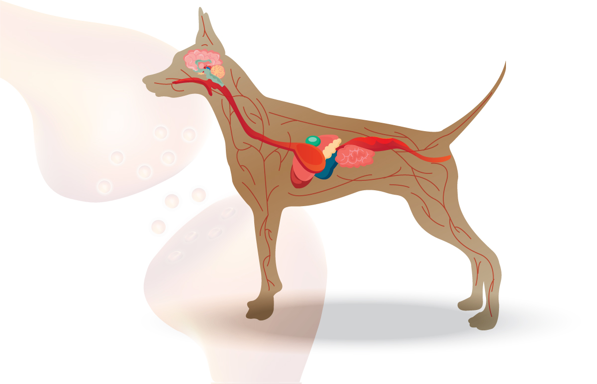 How Long Does CBD Last in a Dog's System? 2023 [ August ]